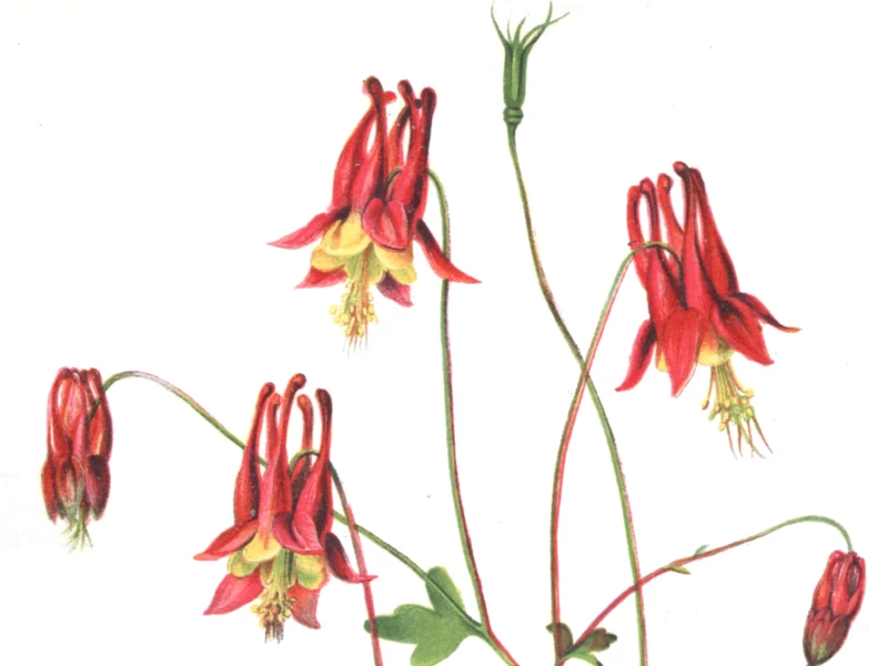 1811-Isaac Sprague - Aquilegia selvatica (Aquilegia canadensis)